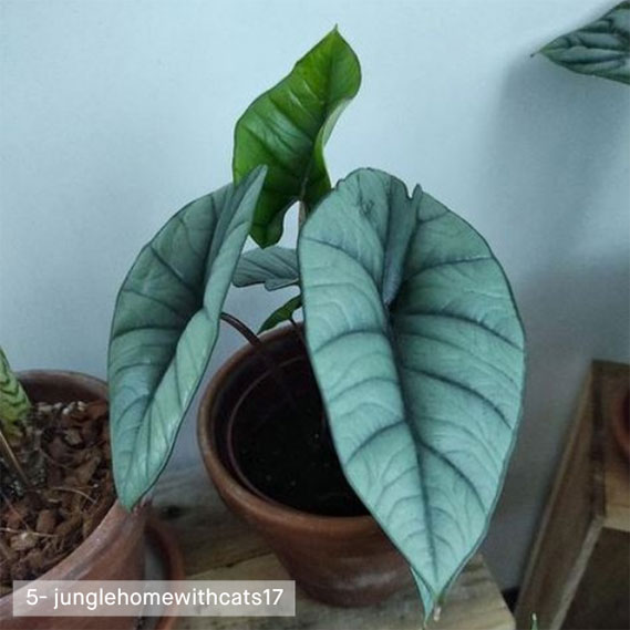 junglehomewithcats17