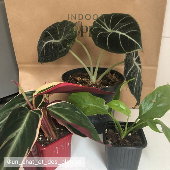 un_chat_et_des_plantes