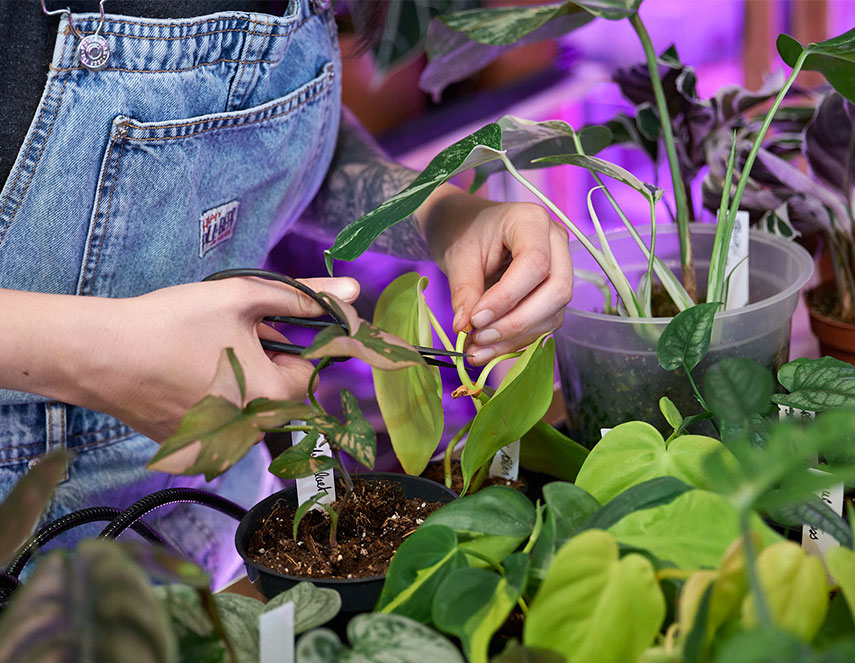 boutures respectant l'environnement