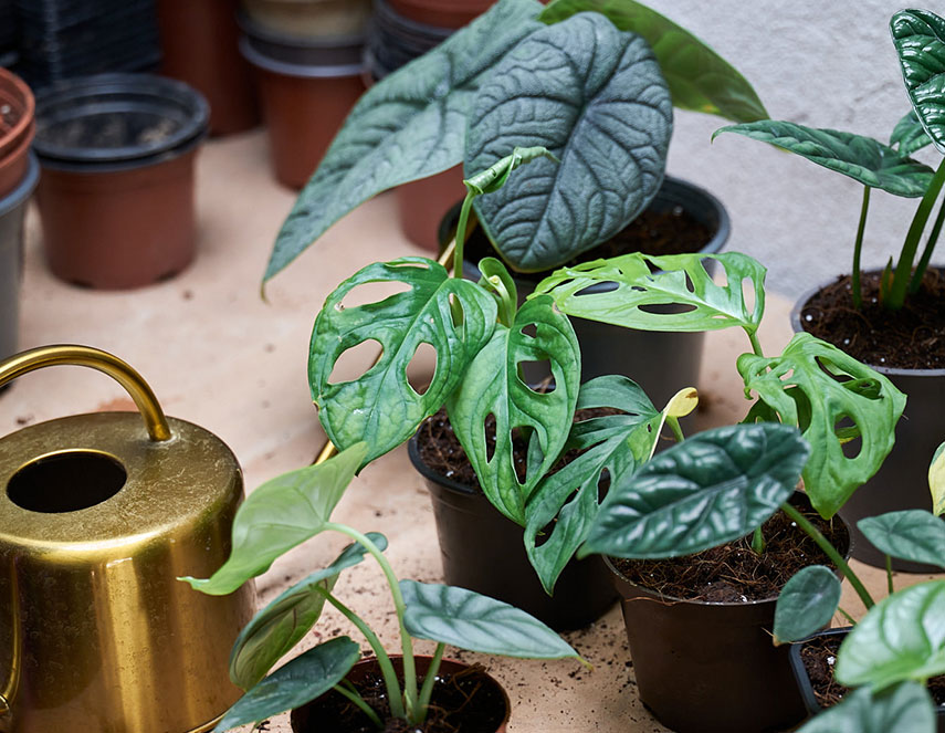 boutures écologiques