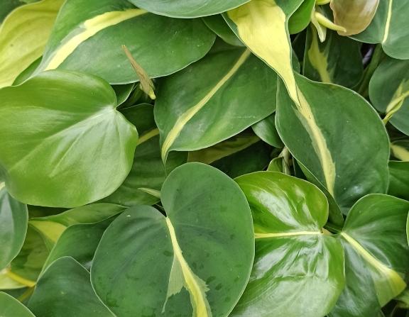 Catégorie au survol