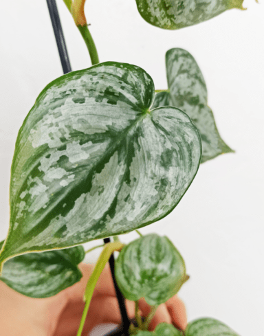 Philodendron Brandtianum alternative