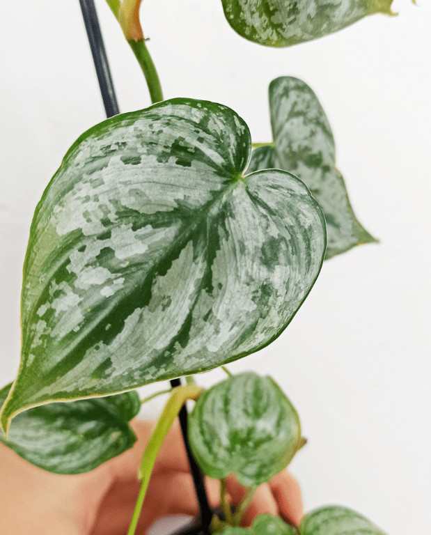 philodendron brandtianum