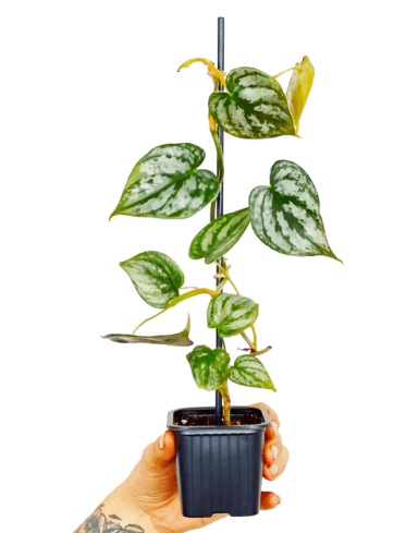 philodendron brandtianum