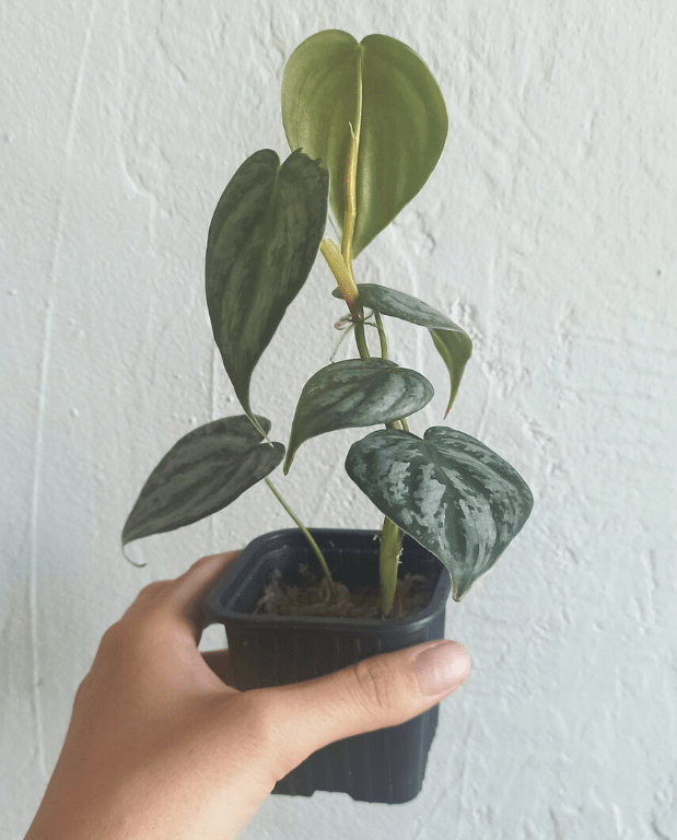 philodendron brandtianum baby
