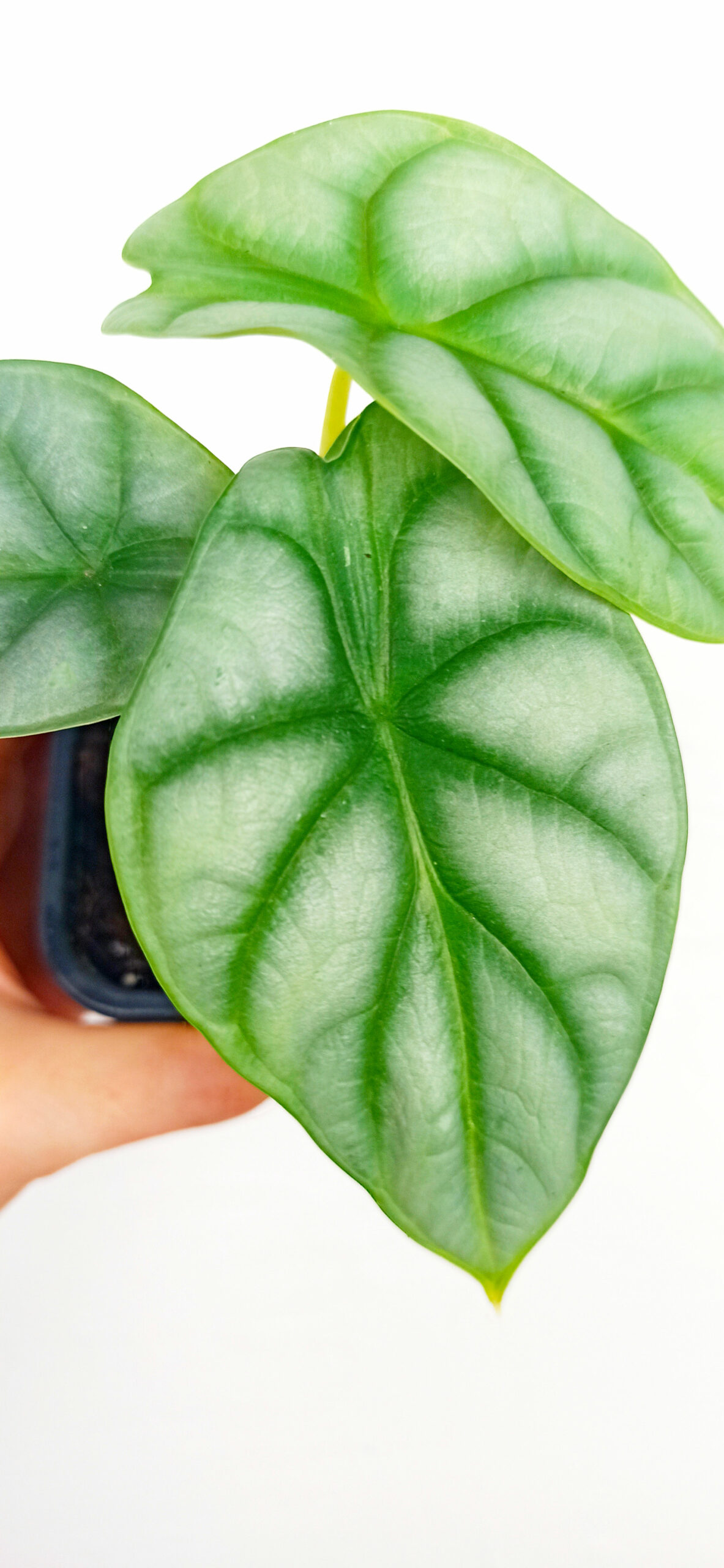 Plantes les plus populaires