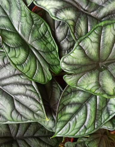 Alocasia dragon scale alternative