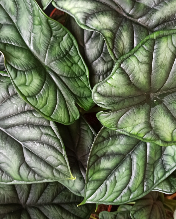 alocasia dragon scale