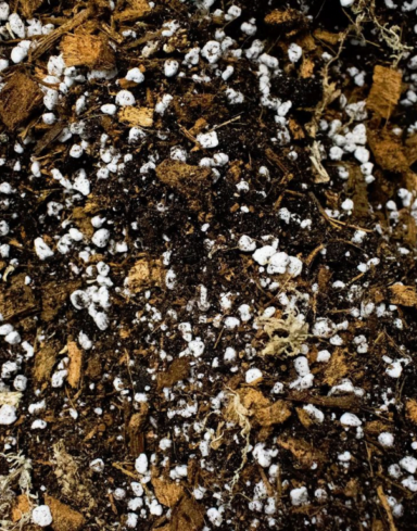 Mix Aroïd pour Aracées alternative