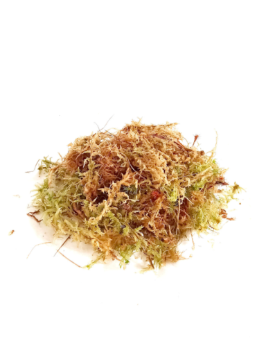 Sphaigne alternative