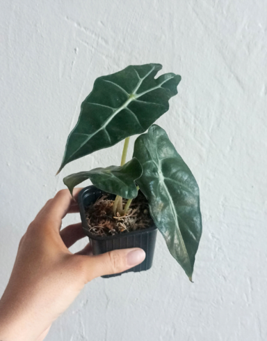 Alocasia amazonica polly alternative