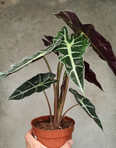 Alocasia amazonica polly