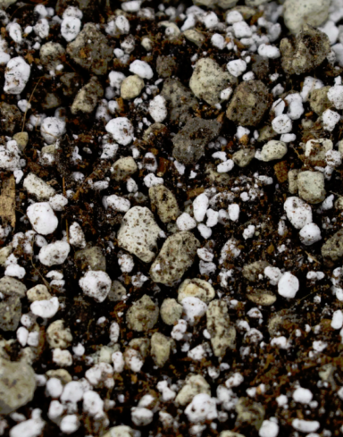 Mix Cactées et succulentes alternative