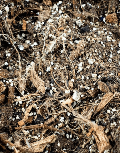 Mix Alocasia alternative