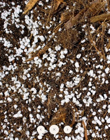 Mix Anthurium alternative