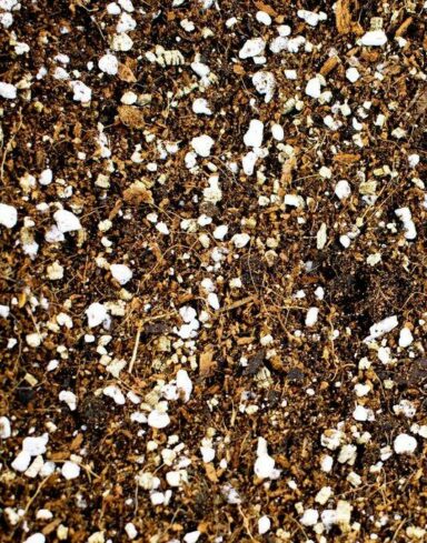 Mix Calathea et Maranta alternative