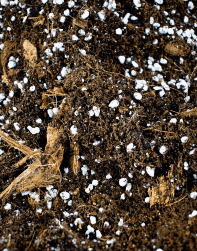 Mix Ficus alternative