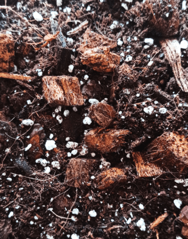 Mix Hoya alternative