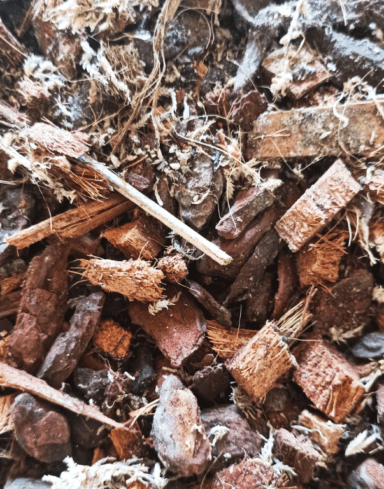 Mix Orchidées alternative