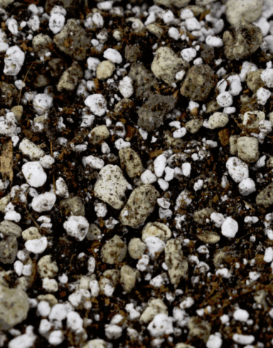 Mix Bonsaï alternative