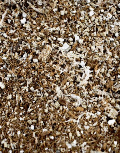 Mix Plantes Carnivores alternative