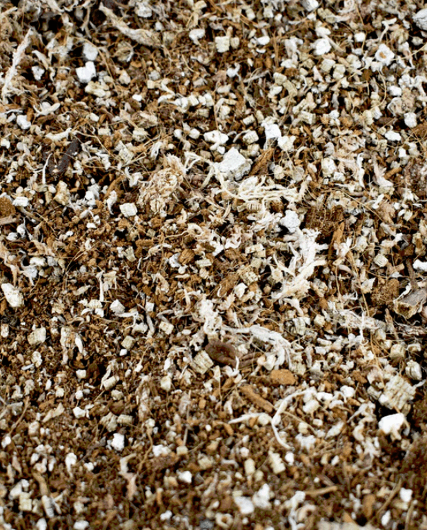 mix plantes carnivores